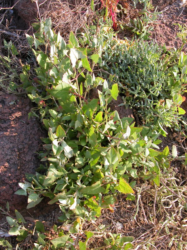 Da identificare 10 - Atriplex sp.